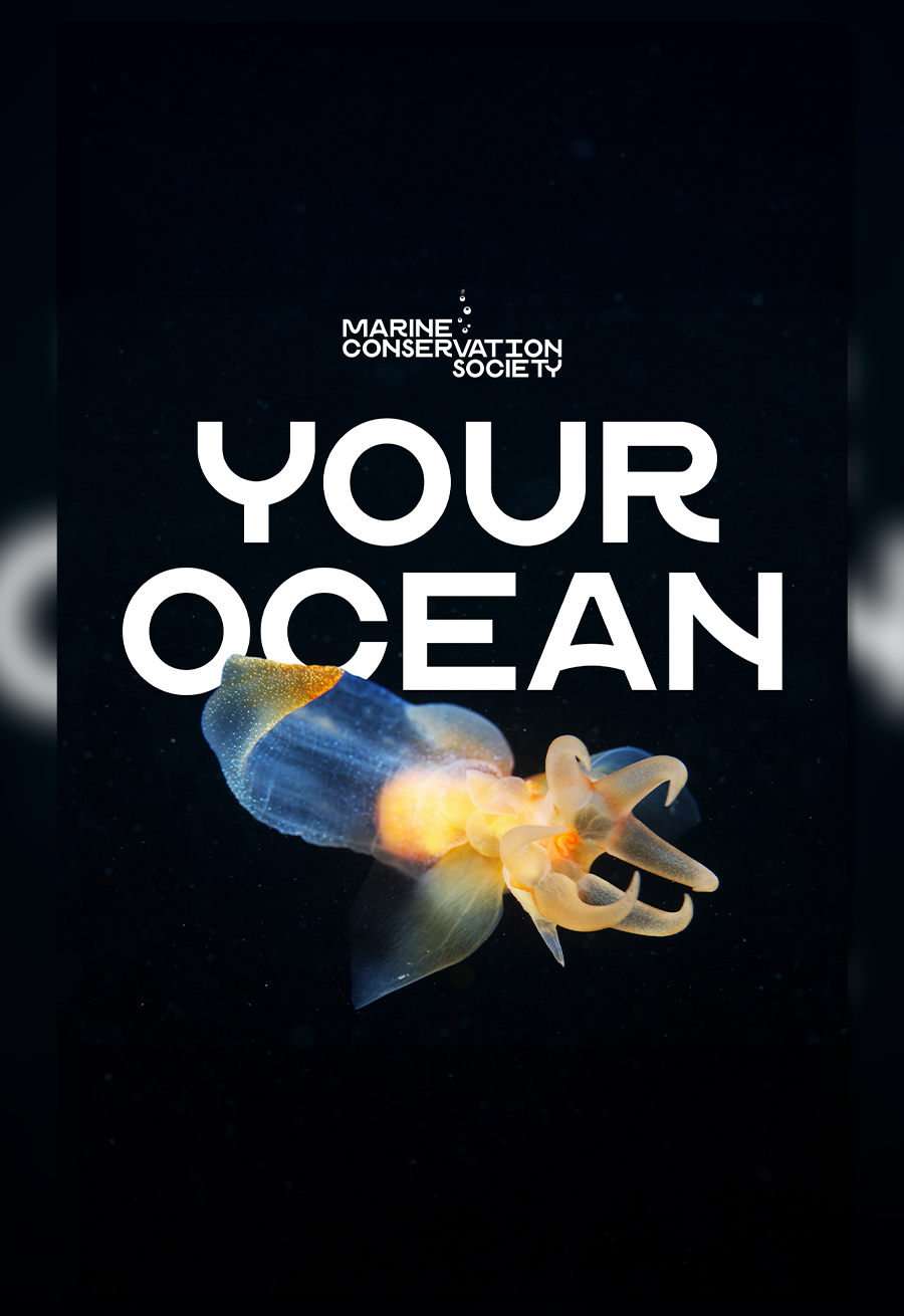 Your Ocean, Marine Conservation Society, Wonderly