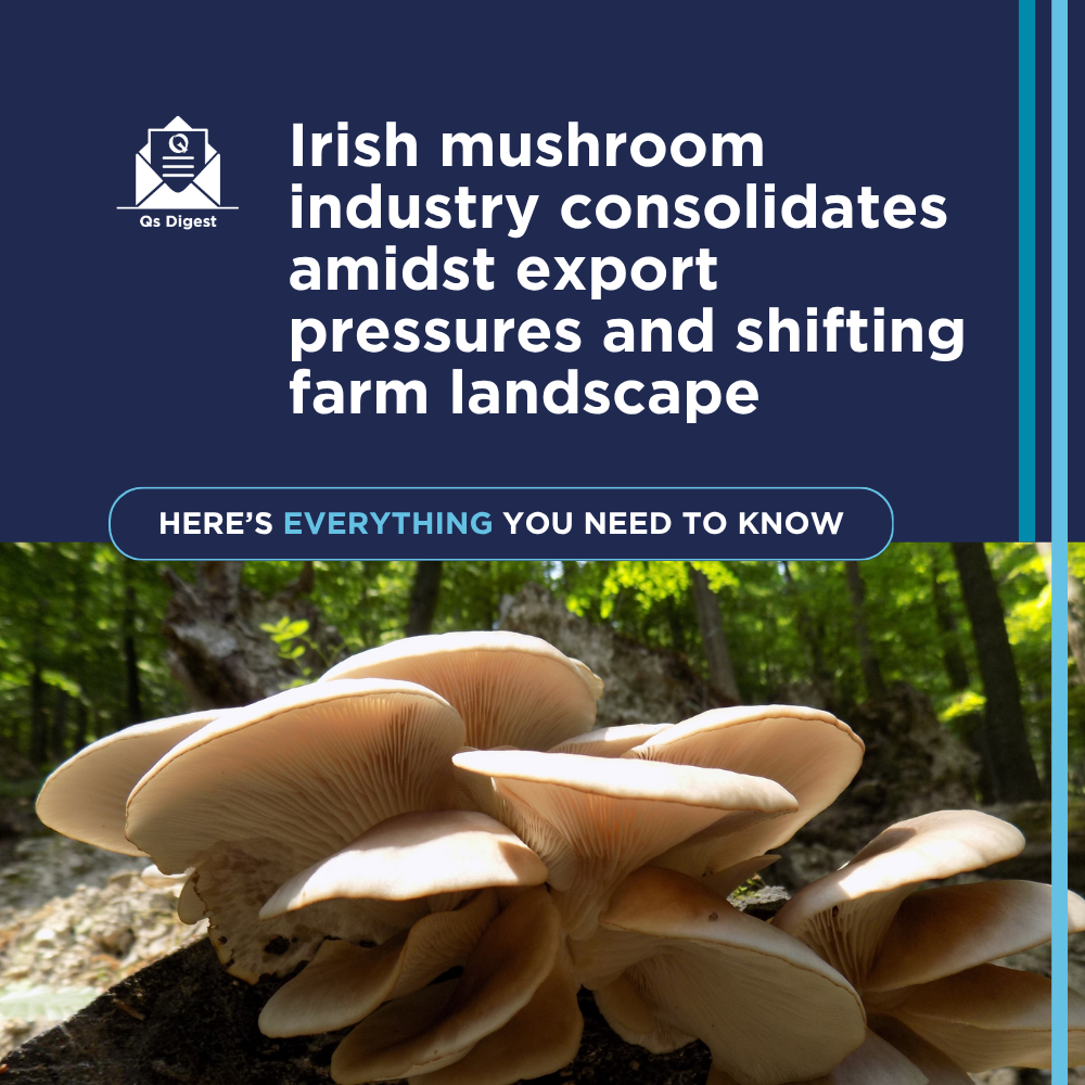 Irish mushroom industry consolidates amidst export pressures and shifting farm landscape