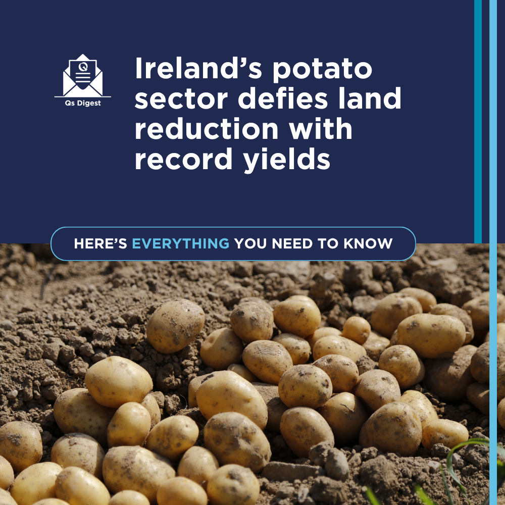 Ireland’s potato sector defies land reduction with record yields