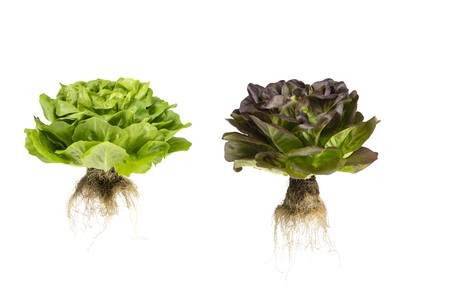 Red and Green Living Lettuce, JEPCO