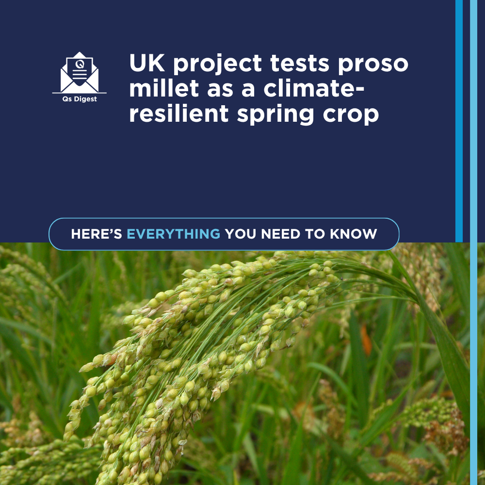 UK project tests proso millet as a climate-resilient spring crop