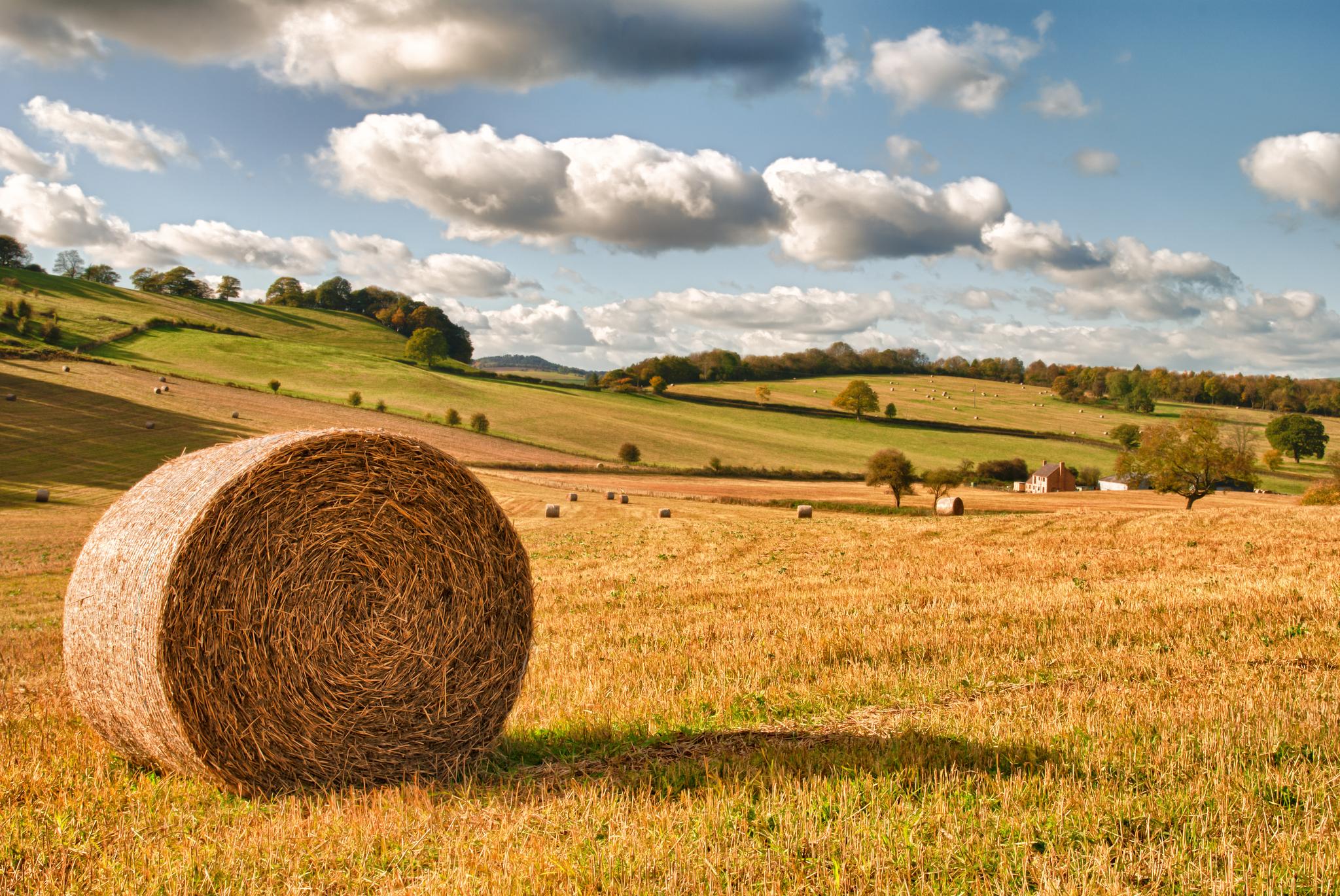 Stock image of field with bales of hay