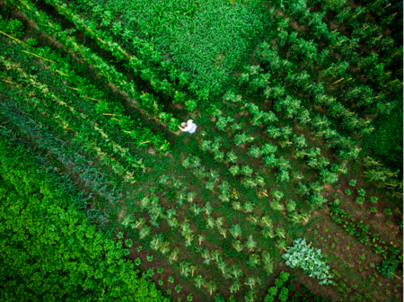 Agricultural harvesting at the last light of day, aerial view