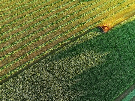 Agricultural harvesting at the last light of day, aerial view